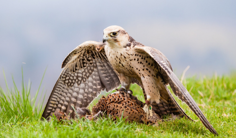 Балобан Falco cherrug
