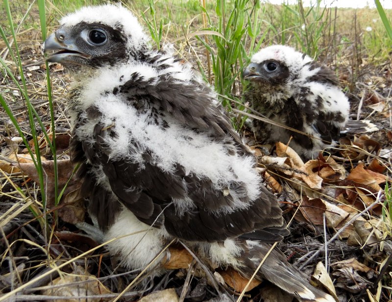 Обыкновенный канюк Buteo Buteo