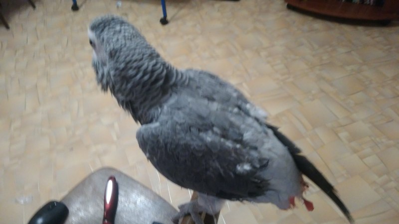 Самоощип хвоста