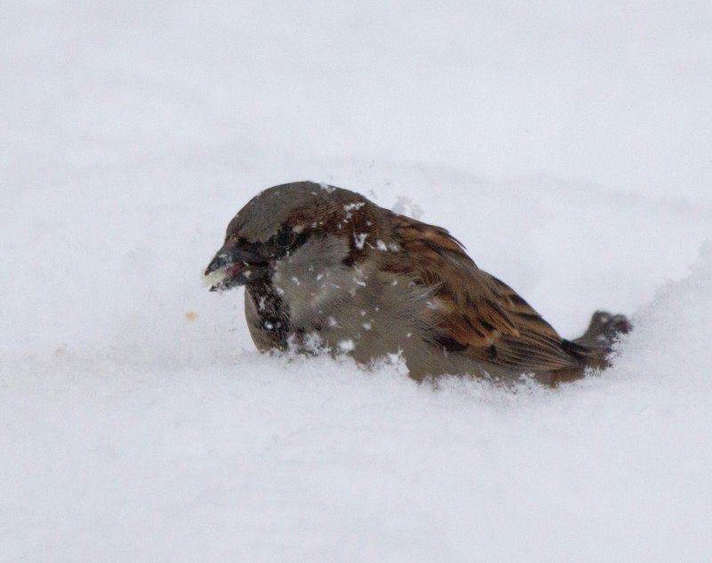 Sparrow in Winter