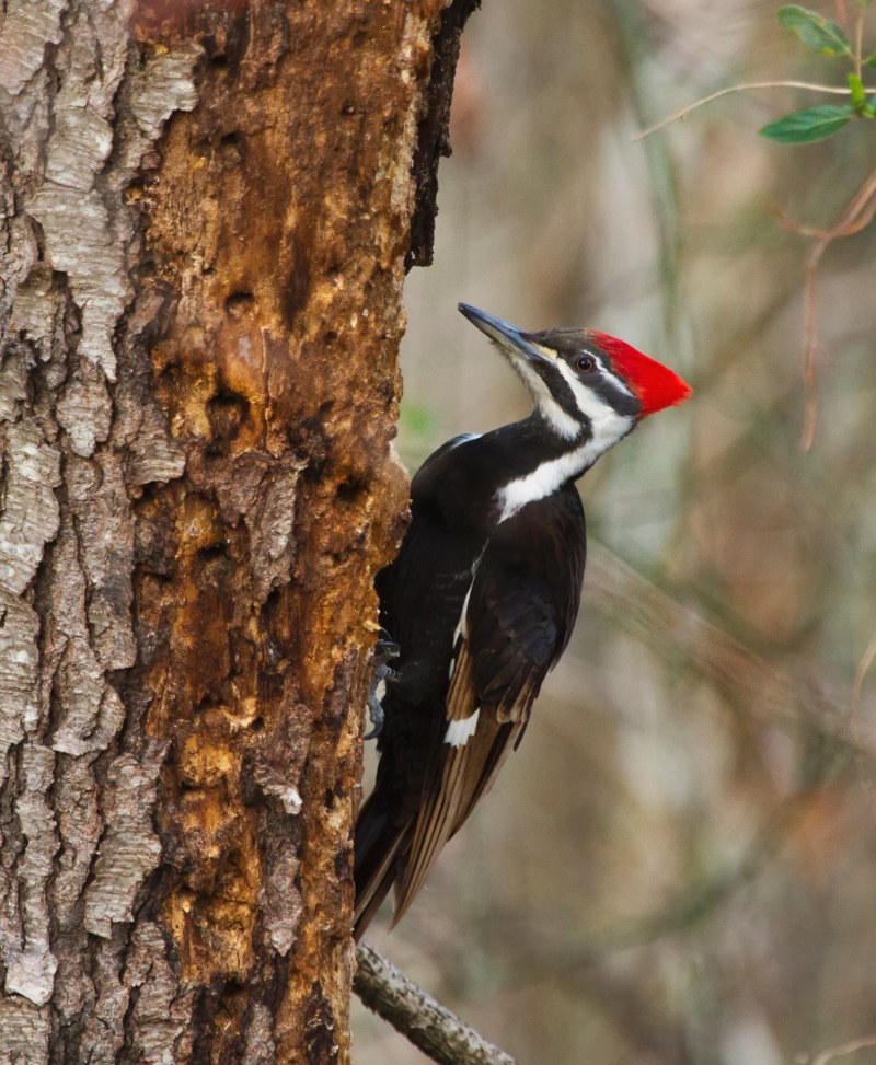 Dryocopus pileatus