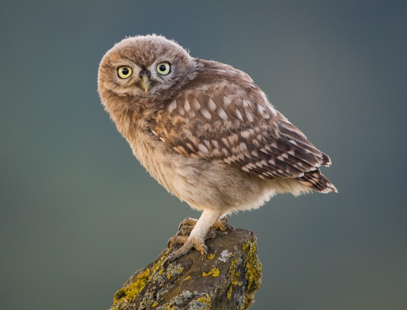 Воробьиный Сыч Glaucidium passerinum