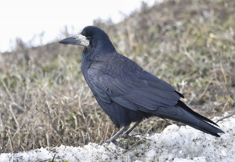 Corvus frugilegus птенцы