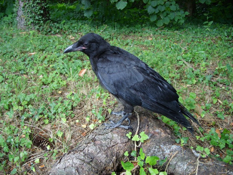 Семейство врановые - Corvidae