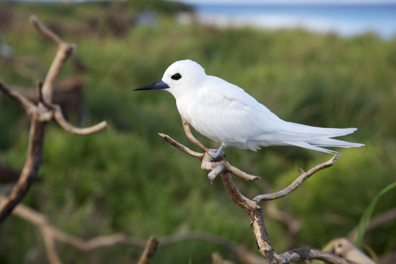 Phylloscopus tenellipes