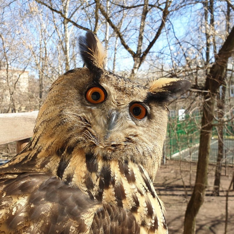 Прикольный Филин