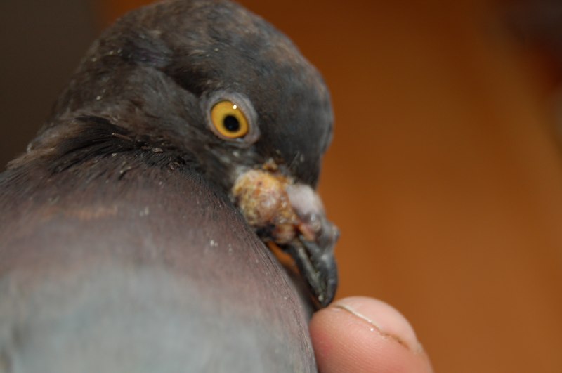 Bucorvus abyssinicus