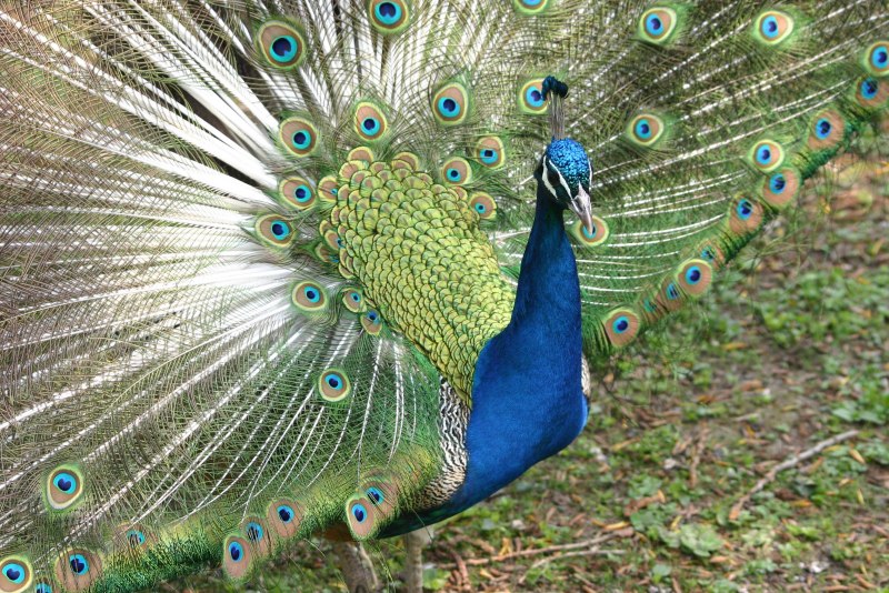 Зелёный Павлин / Pavo muticus