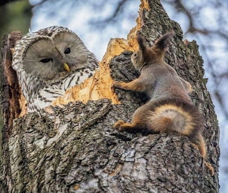 Природа и животные