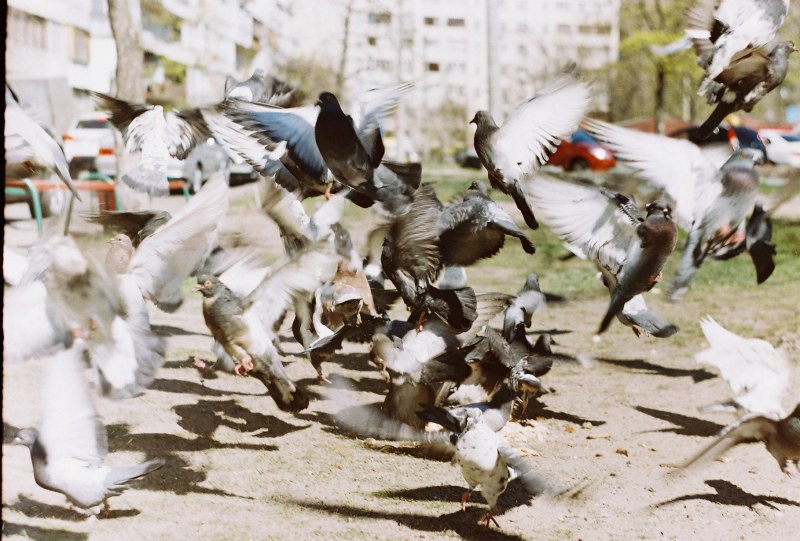 Стая коричневых голубей