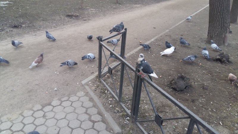 Голуби на асфальте
