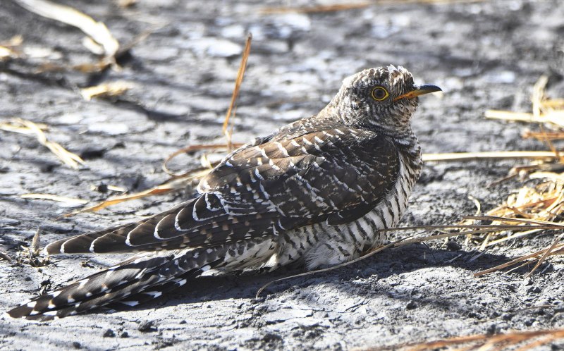Roadrunner птица