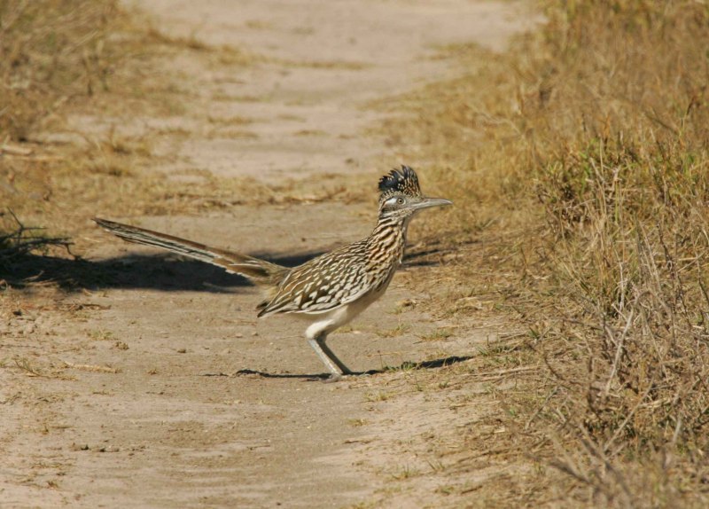 Geococcyx californianus