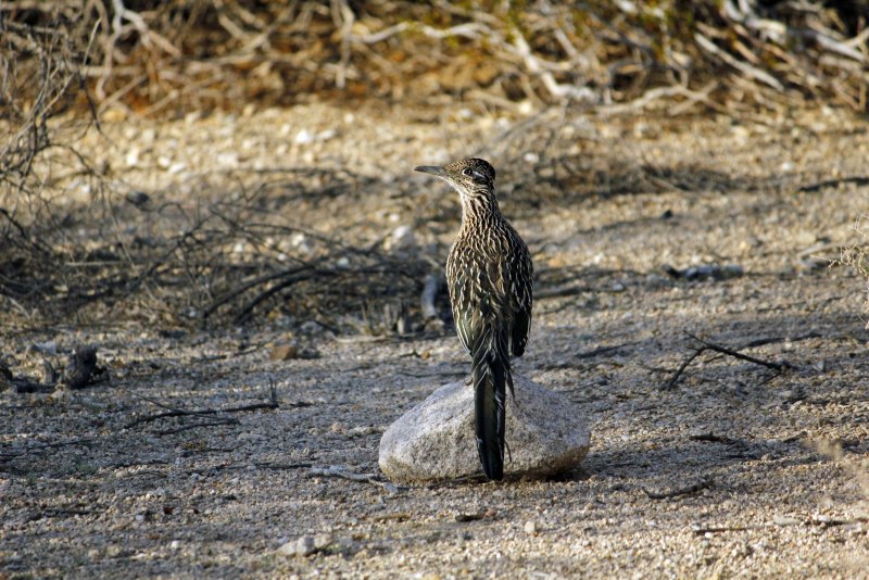 Geococcyx californianus