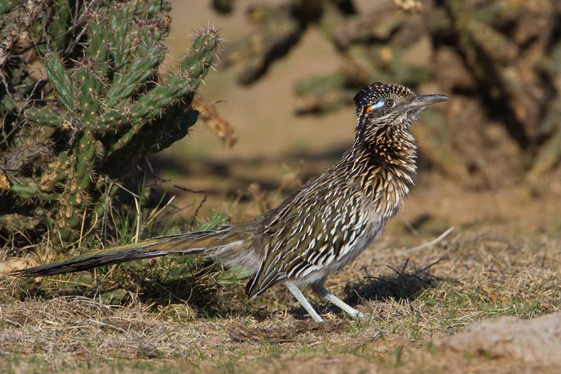 Geococcyx californianus
