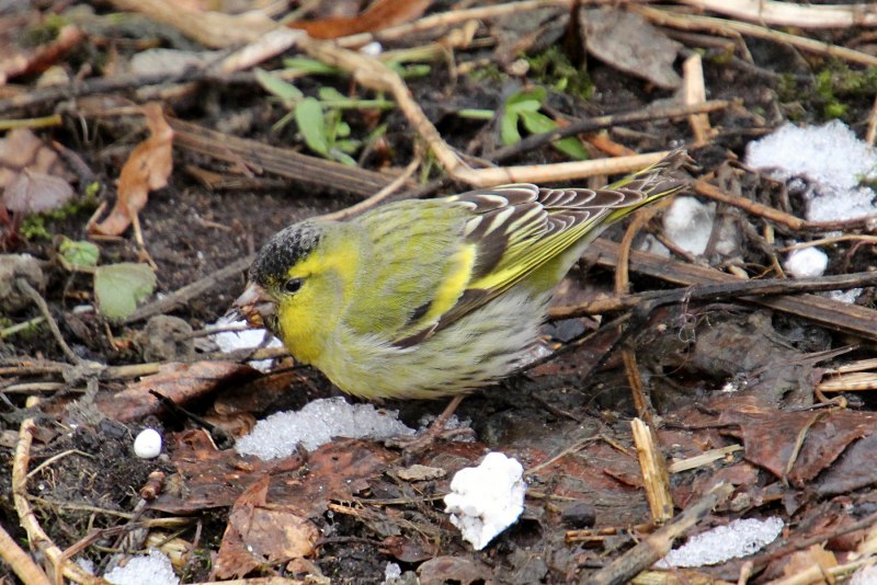Leaf Warblers