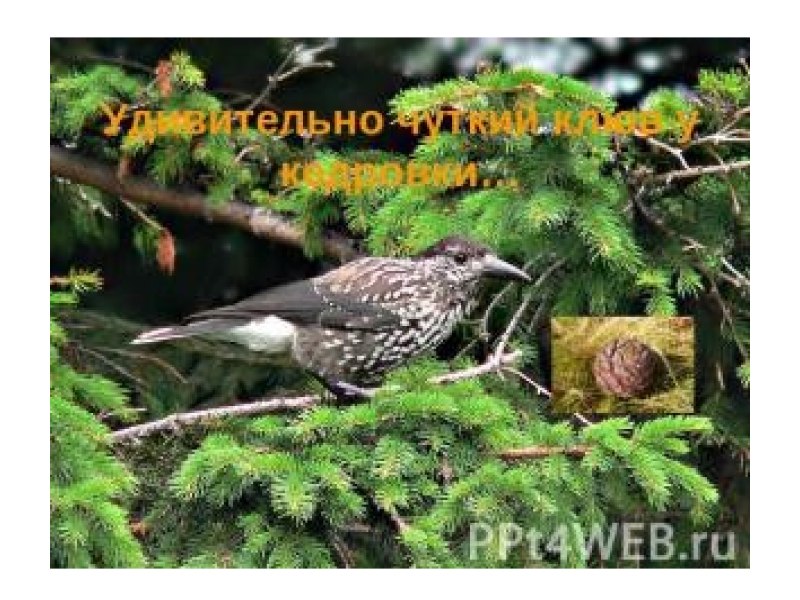 Зарянка горихвостка