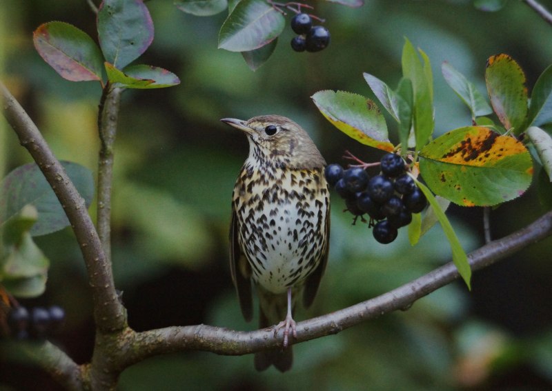 Гималайская Сойка (garrulus lanceolatus)