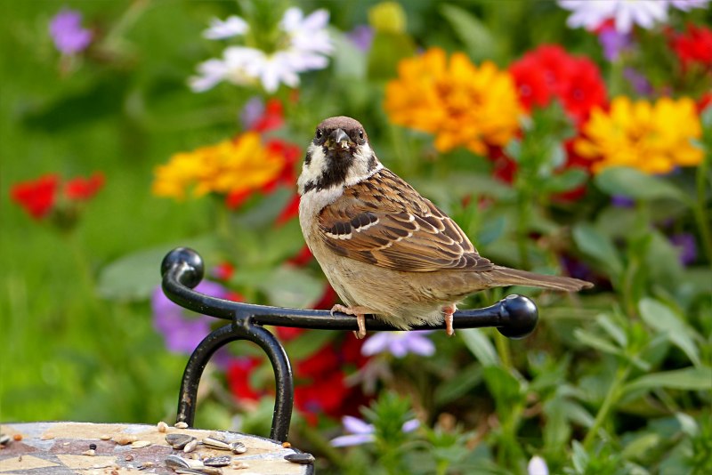 Sylvia atricapilla (l.)