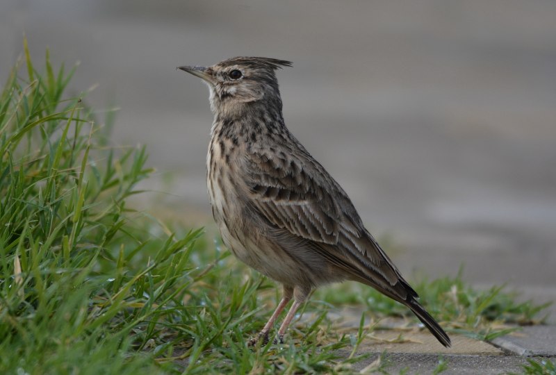 Anthus trivialis