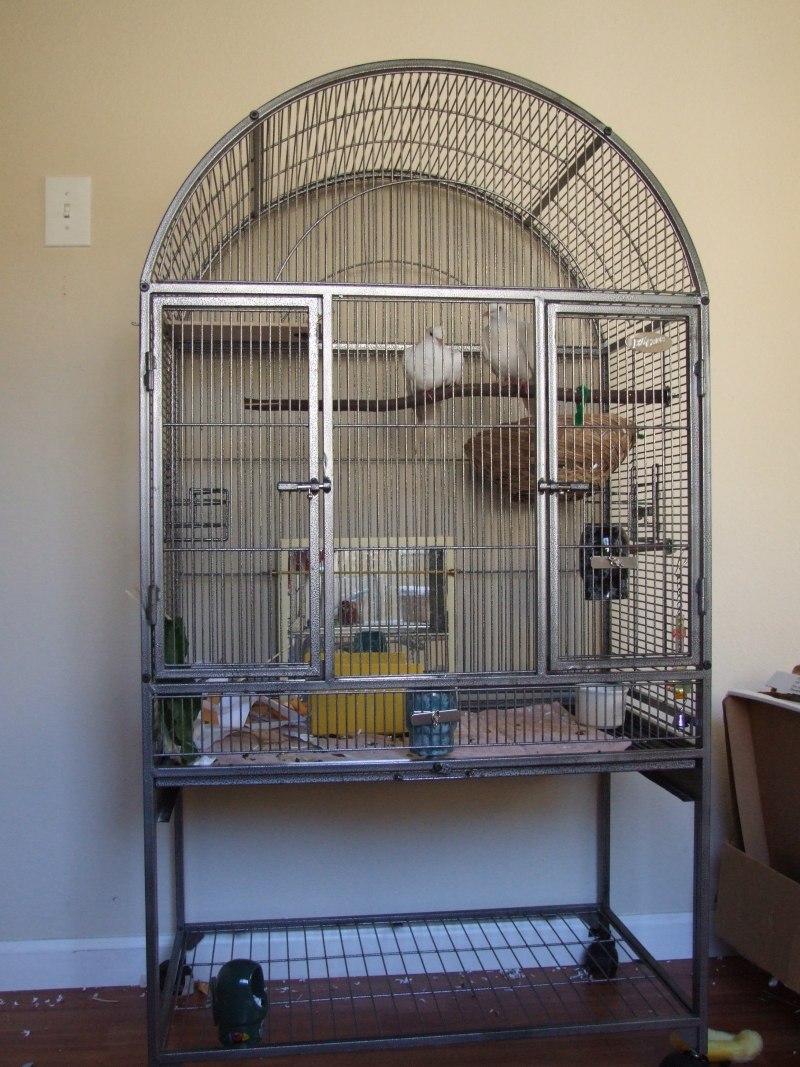 The Pigeon in а Cage