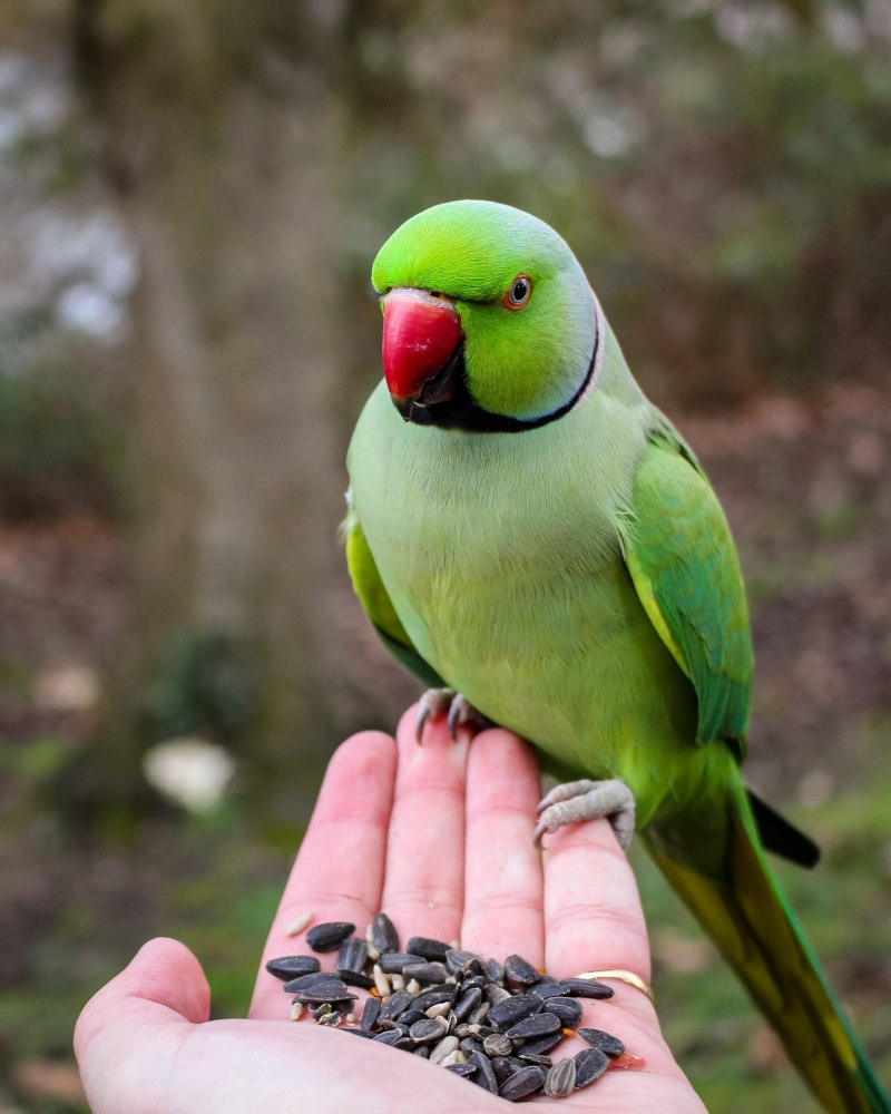 Ожереловый попугай ручной (37 фото)