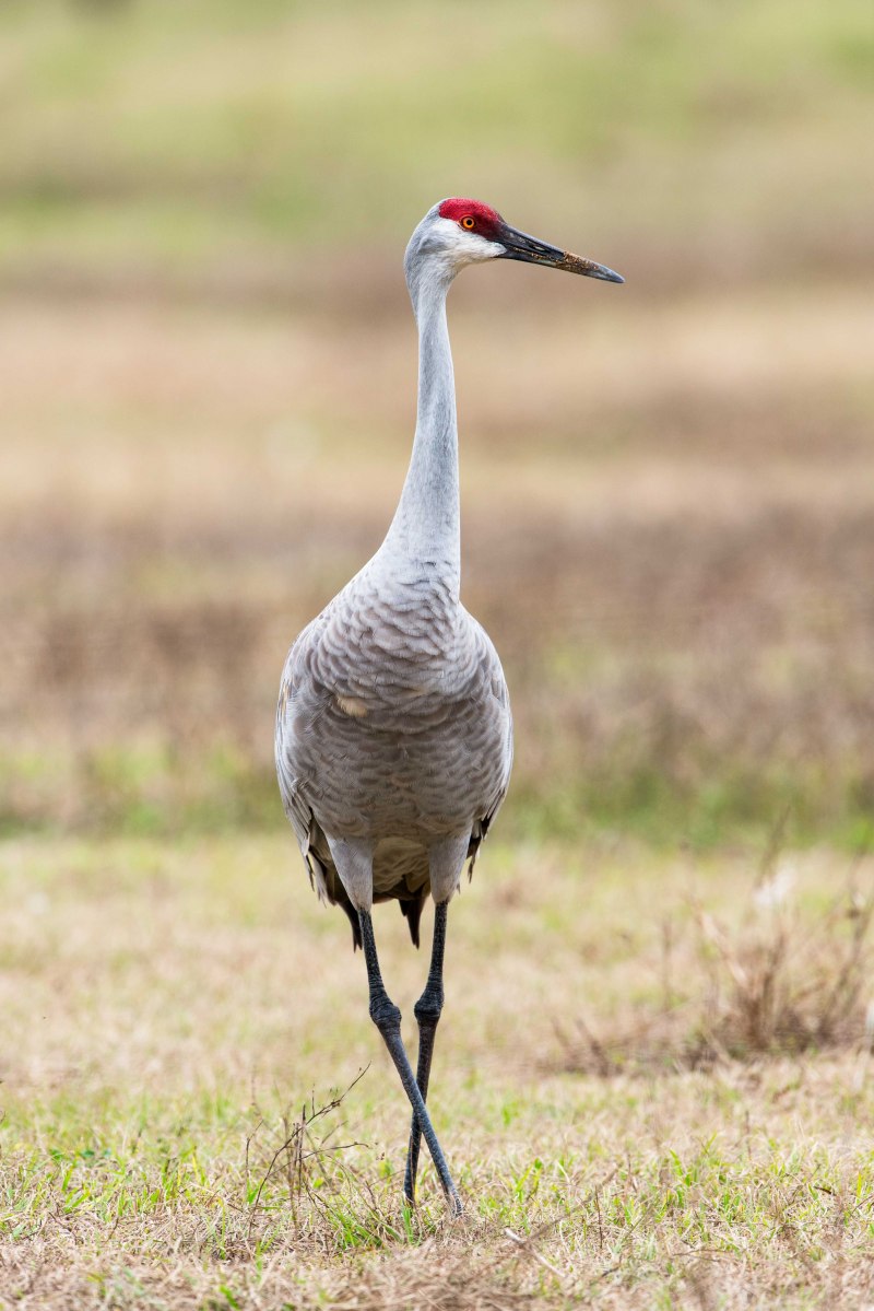 Красавка (anthropoides Virgo)