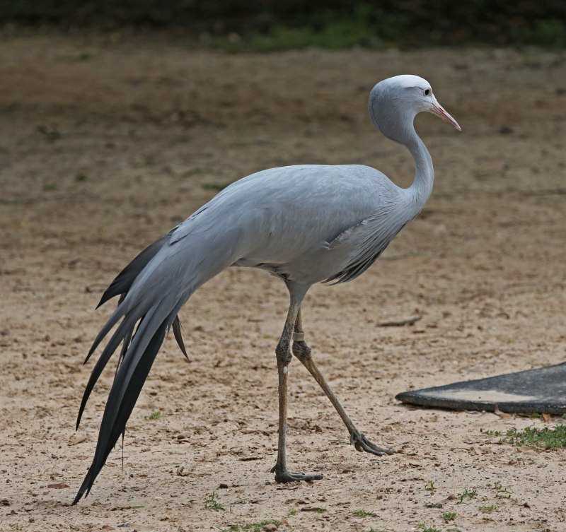 Японский (Уссурийский) журавль Grus japonensis