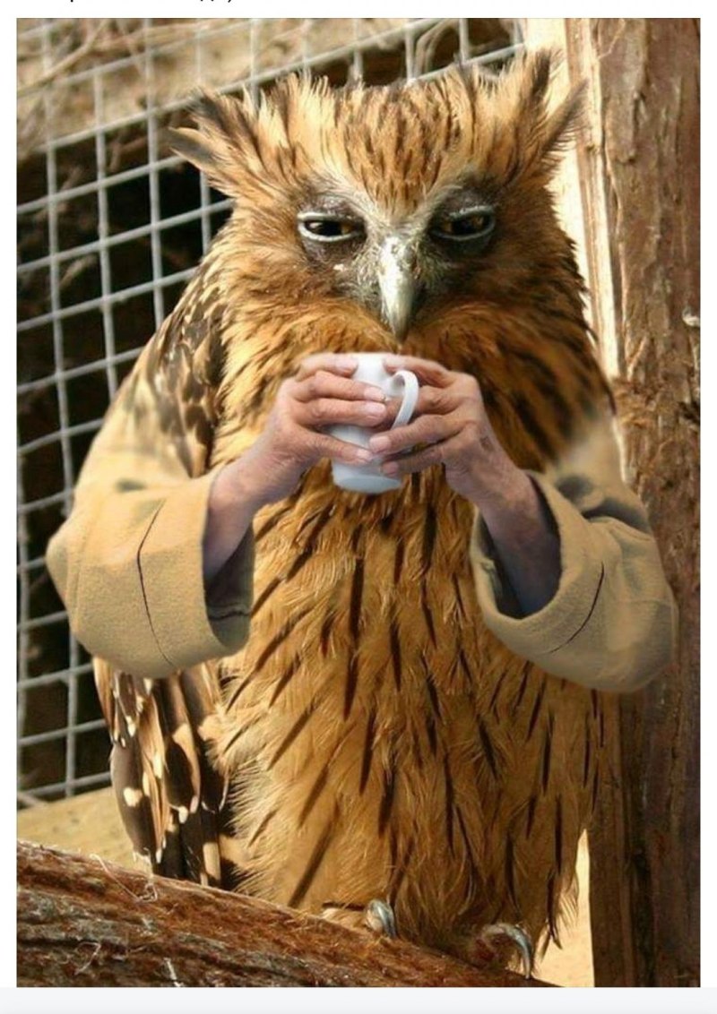 Сова спит