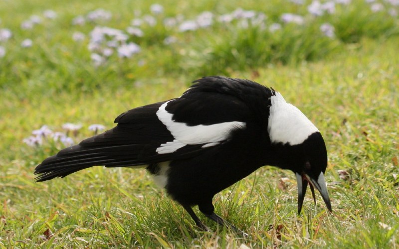 птица черно белого цвета