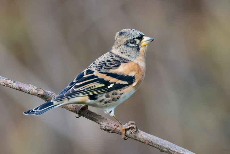 Корольковый вьюрок (Королевский вьюрок) (Serinus pusillus)