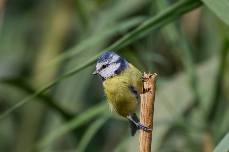 Лазоревка обыкновенная – Parus caeruleus (l., 1758)