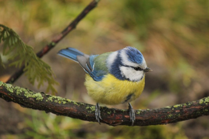 Лазоревка (cyanistes caeruleus)