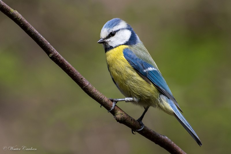 Лазоревка (cyanistes caeruleus)