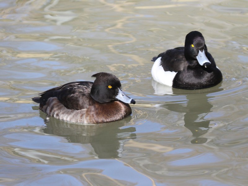 Ferruginous Duck