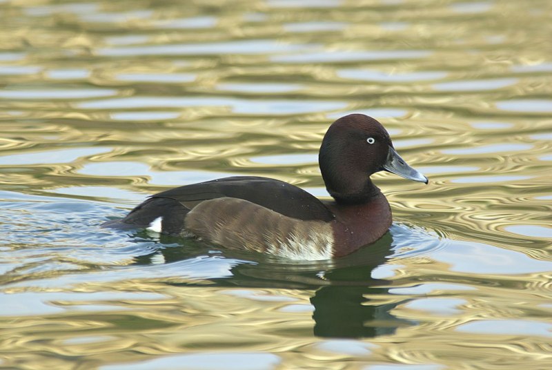 Aythya Australis