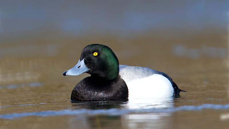 Aythya innotata