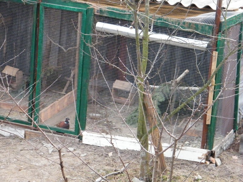 Клетки для фазанов