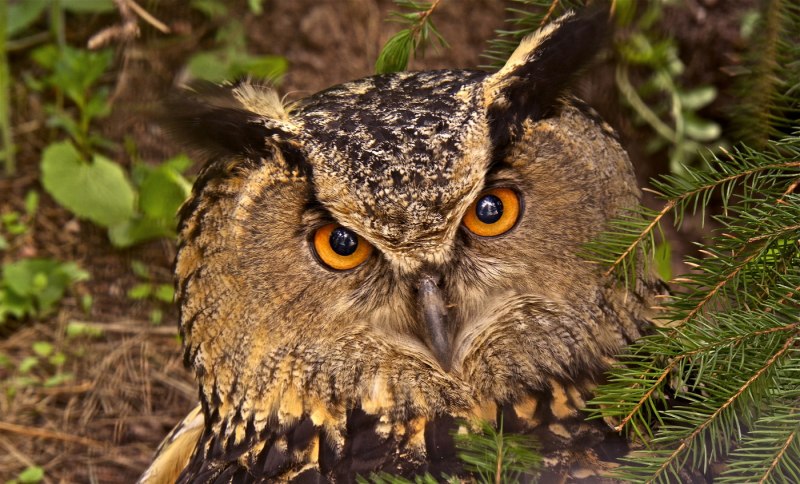 Серая неясыть Strix aluco Linnaeus