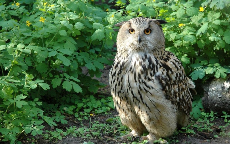 Западно Сибирский Филин