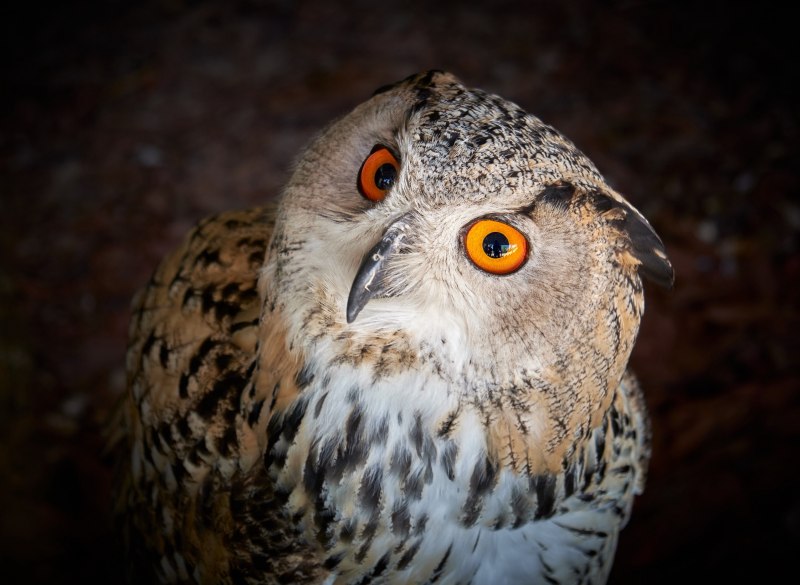 Сплюшка Otus SCOPS