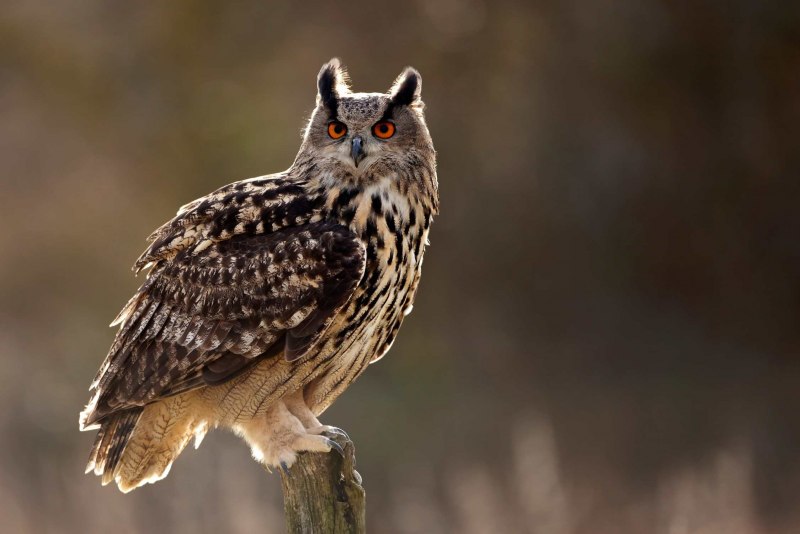 Филин (Bubo Bubo Linnaeus, 1758)