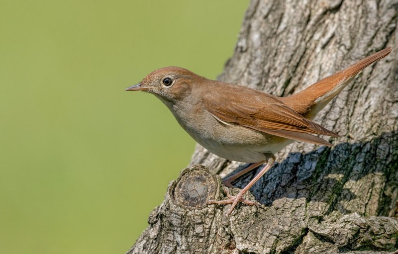 Соловей синий (Luscinia cyane).