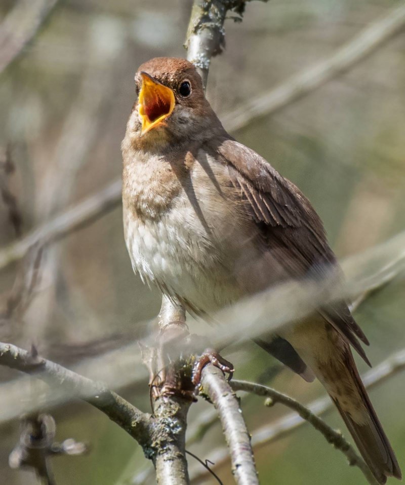 Thrush Nightingale