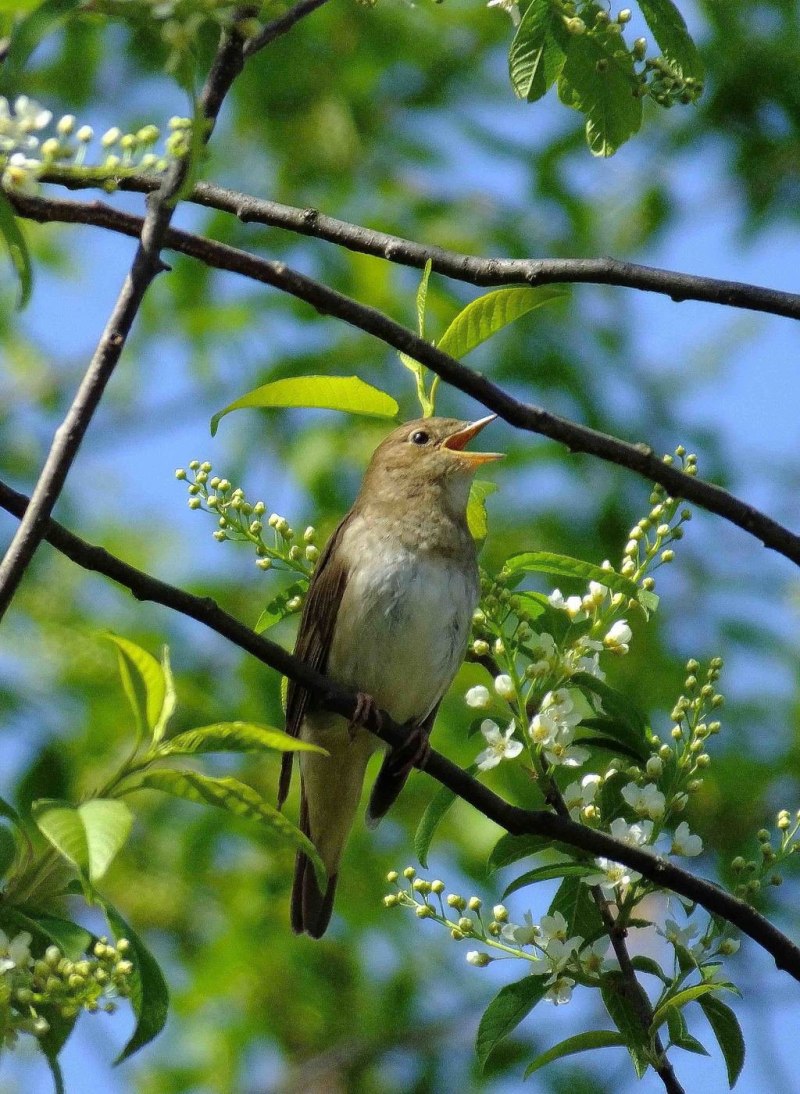 Luscinia Luscinia