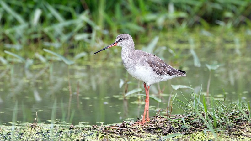 Щеголь Tringa erythropus систематика