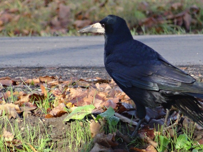 Corvus Corax птица