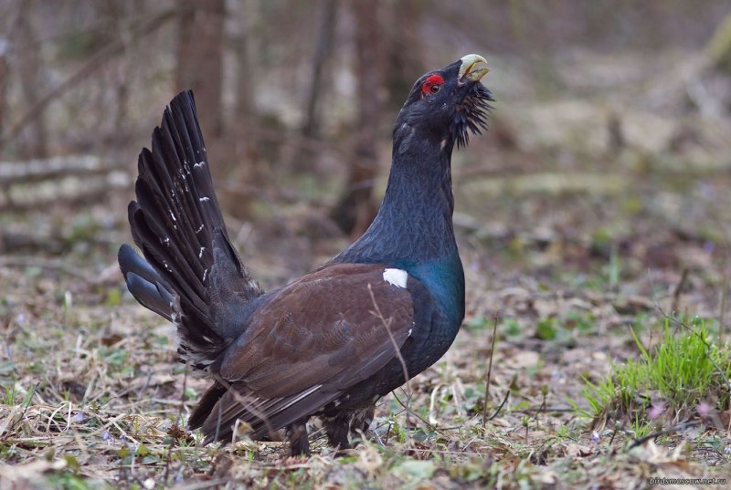 Глухарь (Tetrao urogallus)