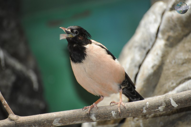 Розовый скворец (Sturnus roseus)