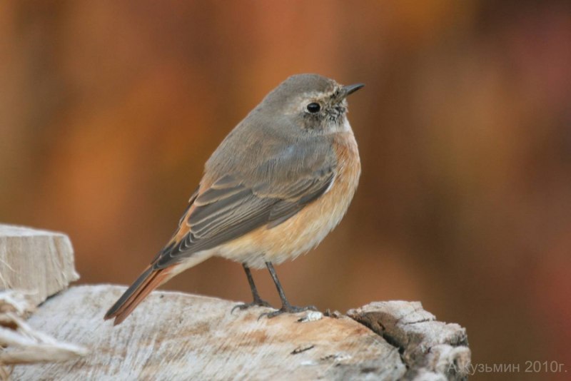 Tufted Titmouse птица
